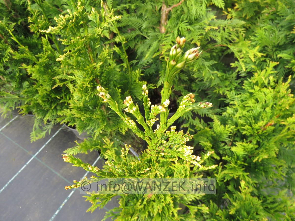 Thuja plicata Can-Can 02.JPG